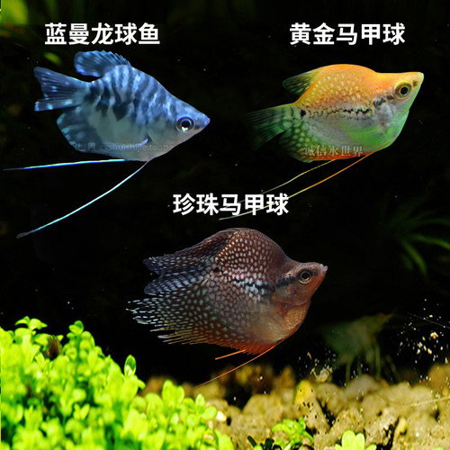 蓝曼龙好养耐活曼龙马甲