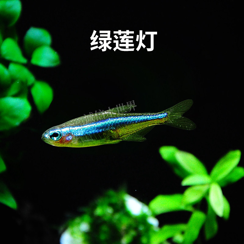 绿莲灯鱼灯科鱼南美群游水草缸小型热带观赏宝莲灯红绿灯淡水活体