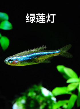 绿莲灯鱼灯科鱼南美群游水草缸小型热带观赏宝莲灯红绿灯淡水活体