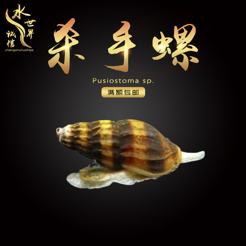 杀手螺大黄蜂螺观赏螺宠物螺除藻螺工具螺除杂螺除蜗虫吃残渣活体