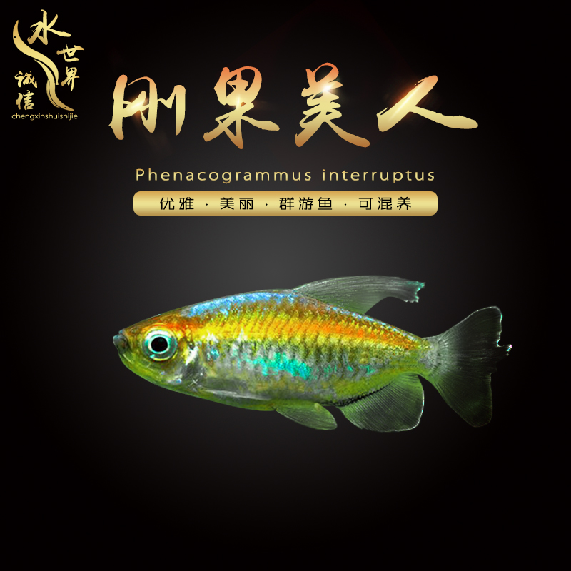 刚果美人热带鱼观赏鱼电光大石美人鱼斑马红绿灯活体鱼苗群游鱼