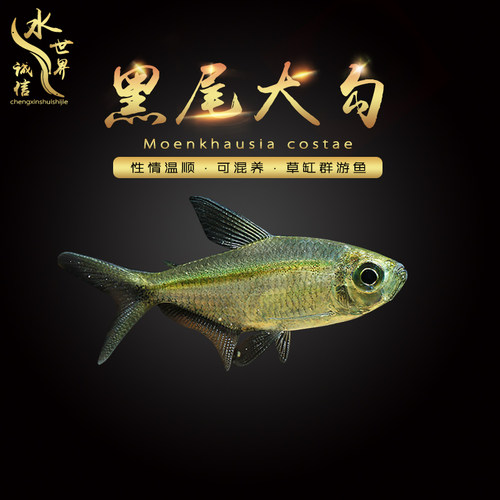 黑尾大勾灯科鱼群游易饲养