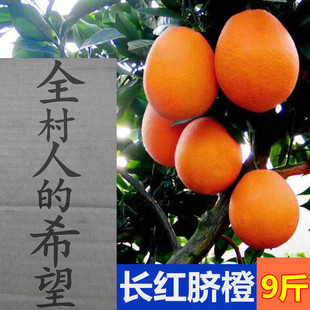 秭归长红脐橙新鲜大果橙子整箱纽荷尔橙手剥当季孕妇水果多汁包邮
