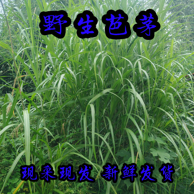 天然野生芭茅草 新鲜现采斑茅草五节芒草大别山芒草包邮