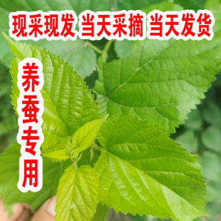 天然野生新鲜桑叶喂蚕宝宝嫩叶现采现发学生养蚕口粮天然野生桑叶
