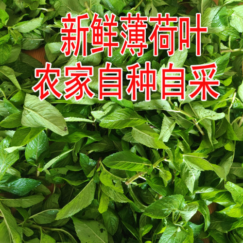 2026新货大别山野生土薄荷叶带枝
