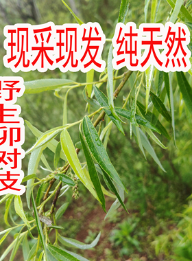 大别山野生新鲜柳树枝叶柳枝干