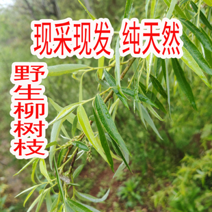 大别山野生新鲜柳树枝叶柳枝干品中药材杨柳枝叶柳条柳叶皮2026年