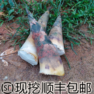 新鲜现挖广东大头麻竹笋泡酸笋非广西农家新鲜嫩竹笋现摘新鲜蔬菜