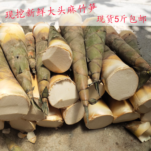 新现挖广西福建绿皮大竹笋泡酸笋