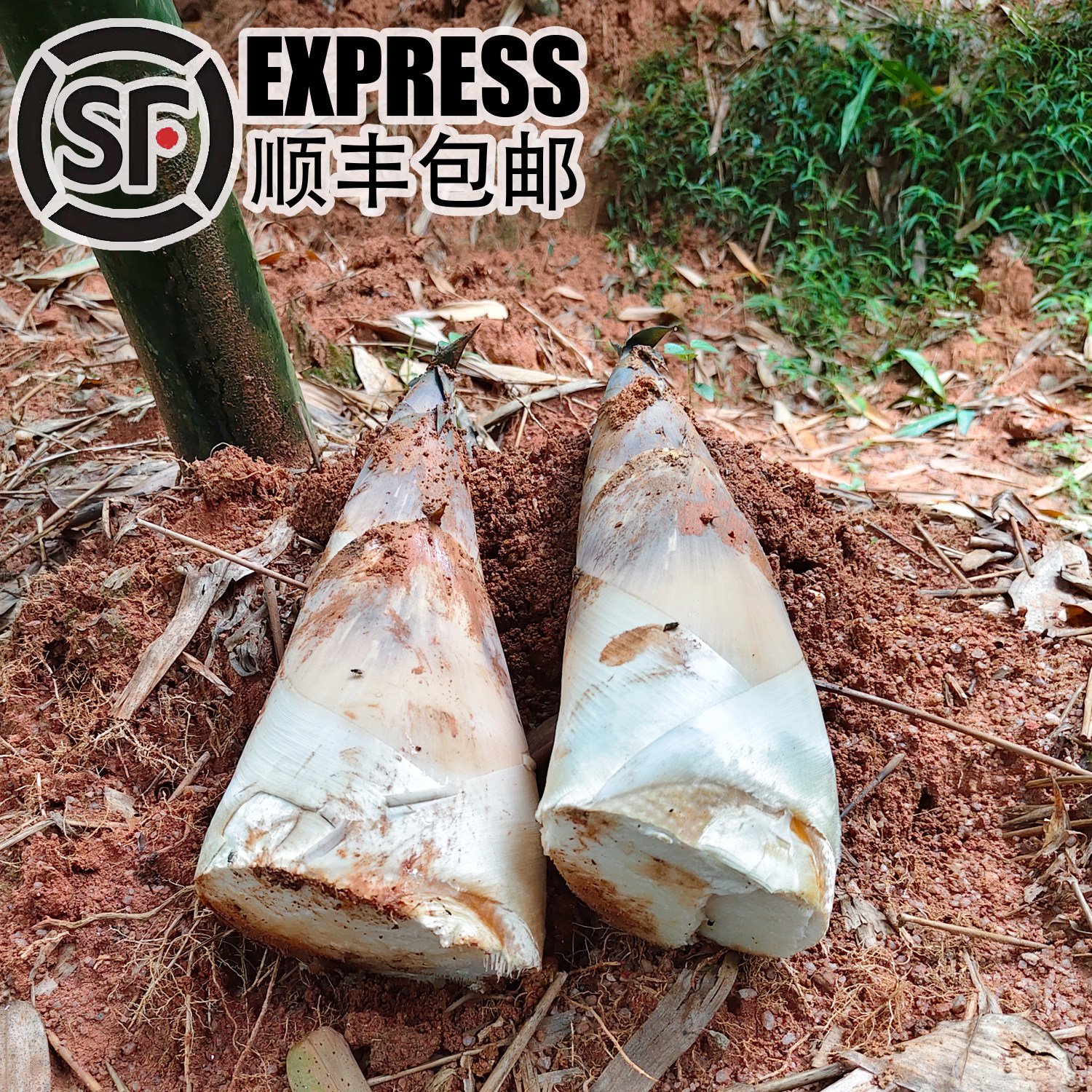 顺丰包邮广东潮汕新鲜竹笋现挖直发埔田竹笋当季时令蔬菜大麻竹笋