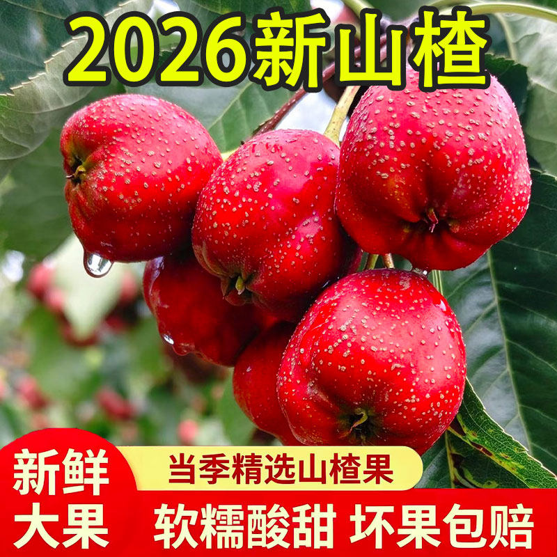 新鲜山楂果山楂大果新鲜红果山楂干冰糖葫芦山楂批发鲜果专用包邮