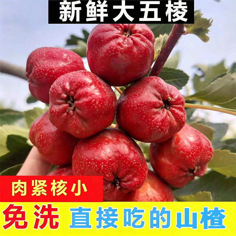 新鲜山楂果山楂大果新鲜红果山楂干冰糖葫芦山楂批发鲜果专用包邮