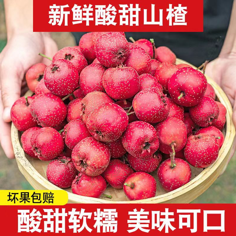 新鲜山楂大果5斤山楂 新鲜山楂果大金星山楂铁山楂新鲜山楂糖葫芦