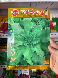 大叶茼蒿种子矮蒿子叶种籽农家茼蒿籽春秋天季播25克