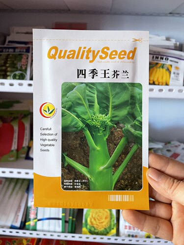 芥蓝种子鸡腿芥兰籽高端品种