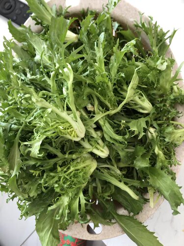 农家菊花苦菊种子阳台小院盆栽