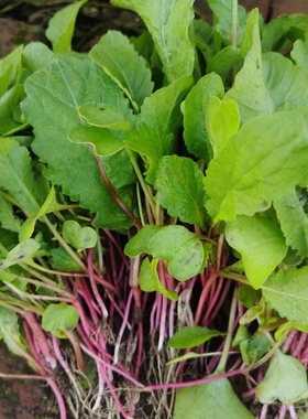 东北蘸酱菜水萝卜菜种子红根萝卜菜籽芽苗菜红萝卜菜苗包邮新籽