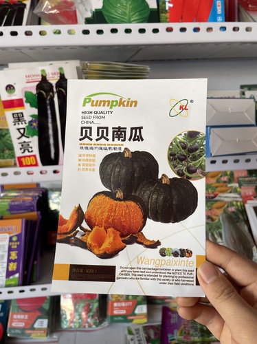 贝贝南瓜种子迷你南瓜籽农家板栗香甜小窝瓜籽10粒满8元包邮