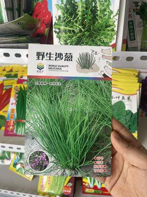 野生沙葱种子农家小葱籽多年生小香葱子微辣味美300粒左右