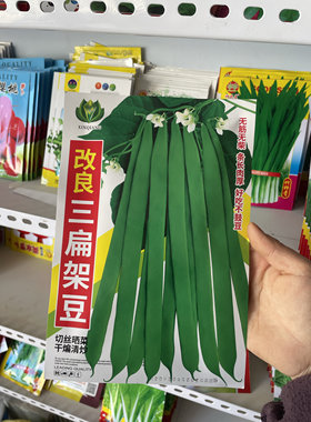 三扁架豆种子无筋豆种子农家早熟