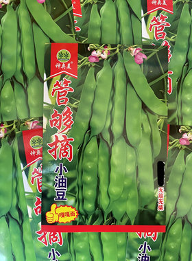 管够摘小油豆角种子农家小园油豆角籽搭架早熟小油豆无筋无柴包邮