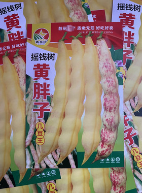 摇钱树黄胖子油豆角种子东北农家新品种鼓豆面豆角籽无筋无柴50克