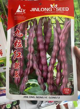 九粒红豆角种子紫芸豆农家紫豆角籽大紫袍豆角子晒丝无筋无柴