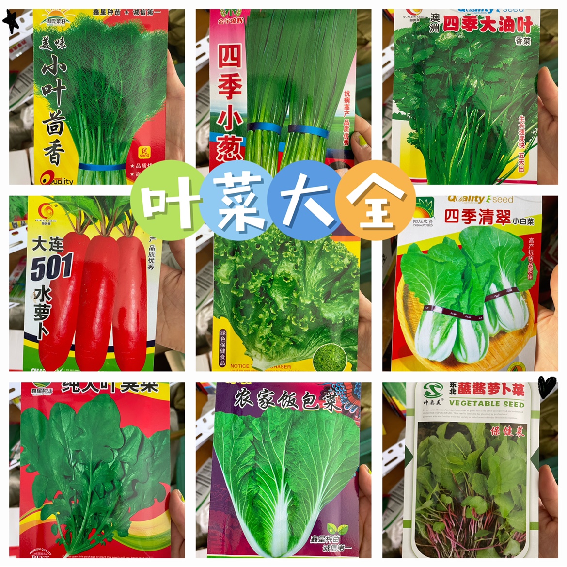 东北蘸酱菜种子大全香菜籽臭菜籽葱子生菜籽饭包菜籽水萝卜籽原装