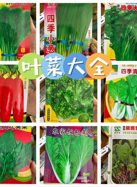 东北蘸酱菜种子组合香菜臭菜小葱