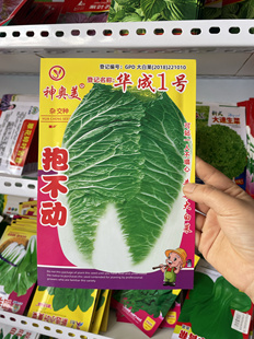 抱不动大白菜种子秋季包心大白菜籽腌酸菜冬储薄帮甜脆白菜包邮