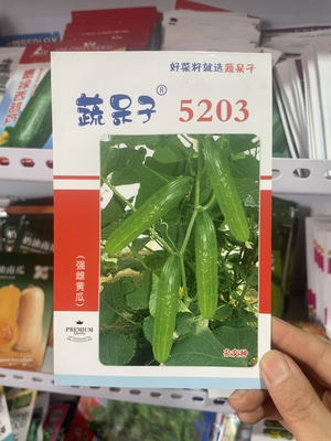 5203强雌黄瓜种子弄俩绿瓤黄瓜籽无谎花皮薄脆嫩节节瓜水果黄瓜种