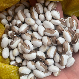 东北新籽农家春种蔬菜种子油豆角籽架豆种子长春60面豆角种子包邮