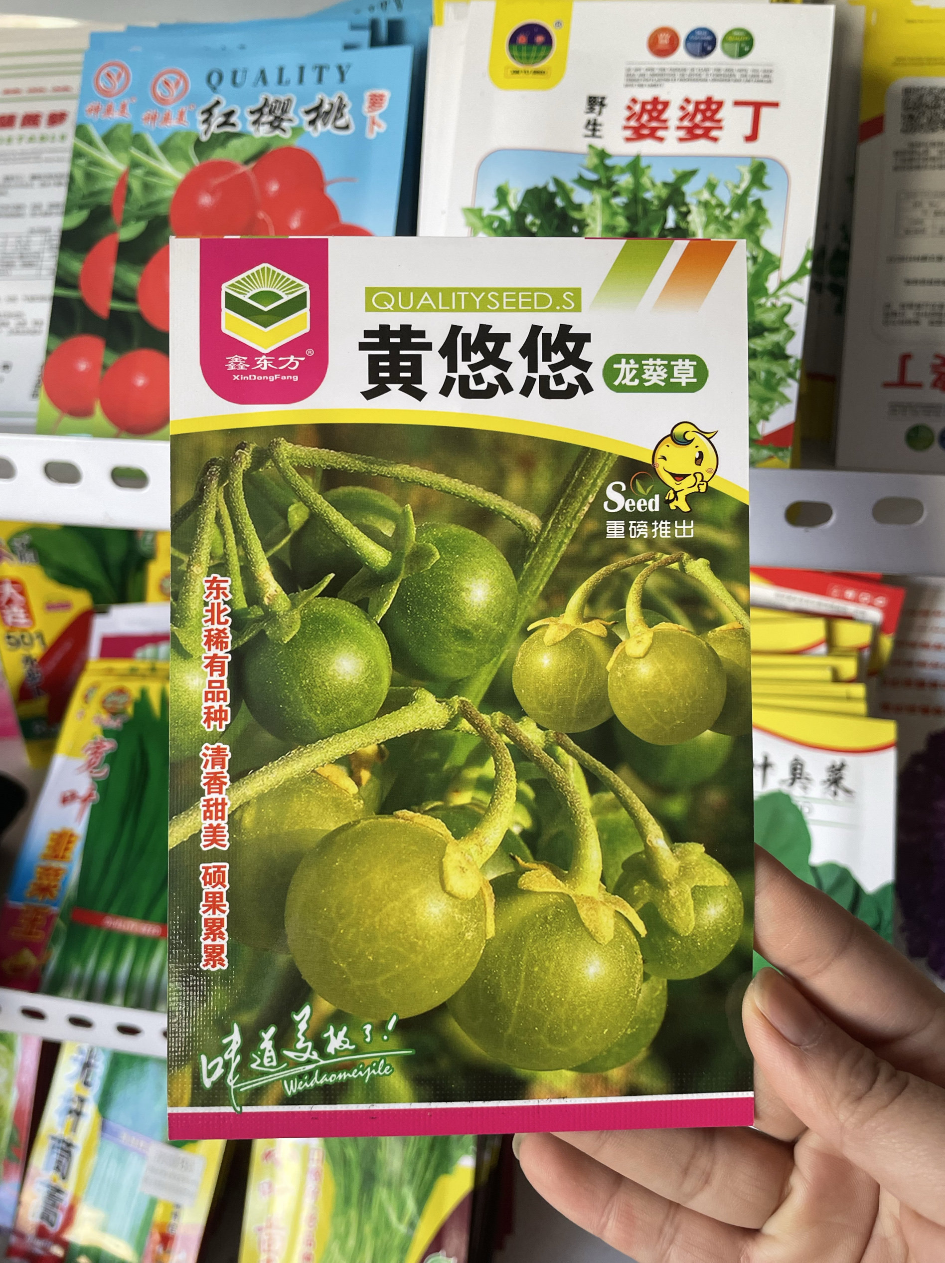 龙葵种子野生黄天天甜星星黄色龙葵子东北黄悠悠四季庭院阳台盆栽