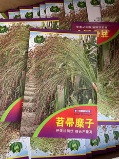 东北笤帚糜子种子扫帚糜子籽新籽原装春季庭院20克老品种纯度低