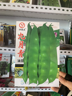 九月青晚油豆角种子东北农家油豆角籽搭架油豆无筋无柴晚种速冻