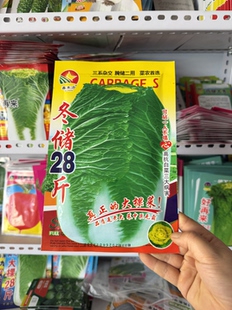 冬储二十八大白菜种子包心大白菜籽东北农家蔬白菜种籽包芯菜冬储
