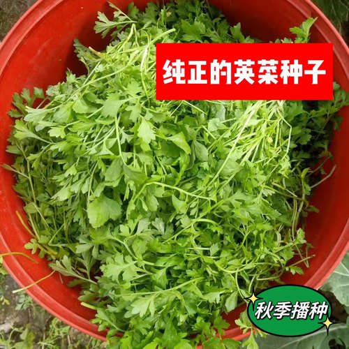 正品英菜籽腌渍英菜种子秋季播种