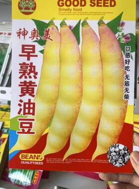 早熟黄油豆角种子老品种无筋