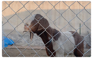镀锌铁丝网围栏钢丝网勾花网养殖网养鸡养狗防护网护栏围栏隔离u.