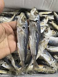 鱼脯潮汕饶平特产巴浪鱼干红娘鱼  鲜甜水产干货