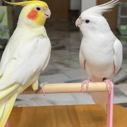 可繁殖鸟会学说话玄凤鹦鹉活体