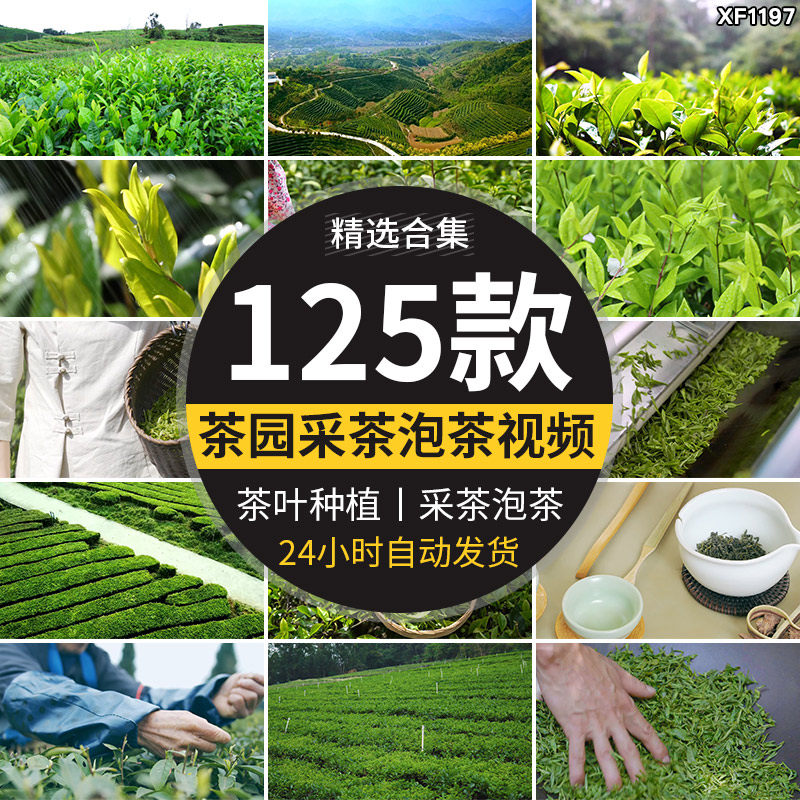 茶园采茶航拍倒茶喝茶文化茶农山茶绿茶泡茶艺茶道茶叶短视频素材