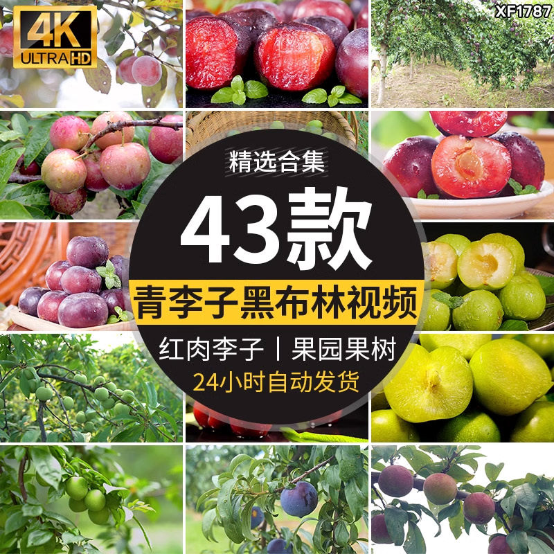 李子酸脆青李子果农果业红李黑布林果园种植红肉李子采摘视频素材