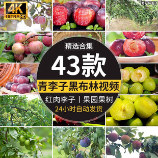 李子酸脆青李子果农果业红李黑布林果园种植红肉李子采摘视频素材
