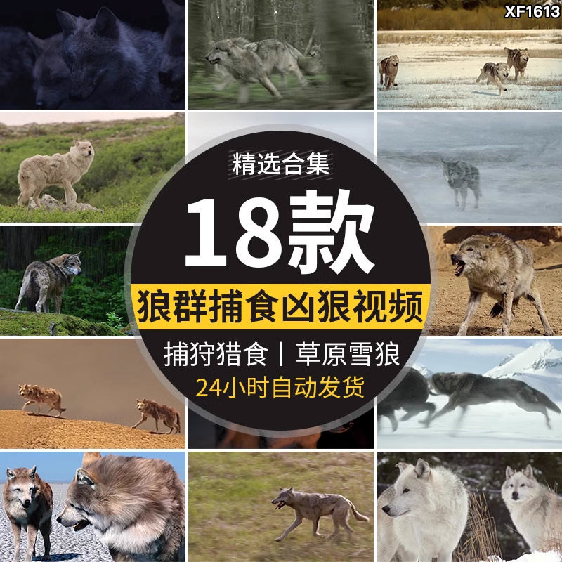 狼群捕猎捕食月色凶狠狼王狩猎呲牙雪地苍狼生态动物实拍视频素材