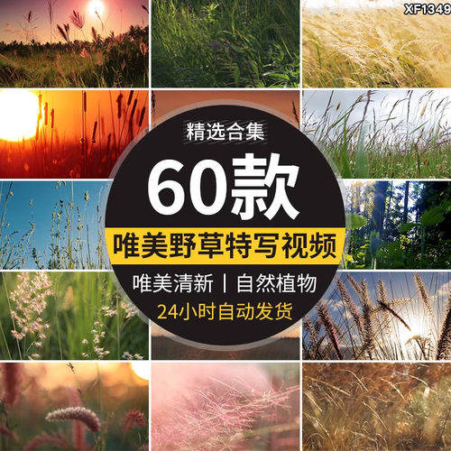 唯美自然植物风景小清新野草枯草野花夕阳日落治愈系特写视频素材
