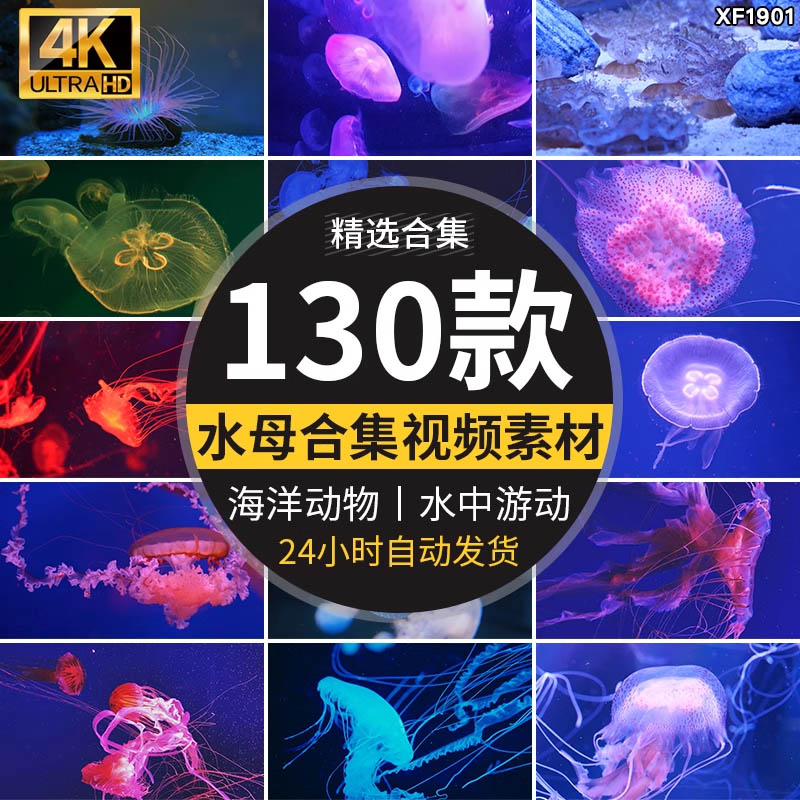 唯美海洋动物蓝色透明生物水母海底水中游动水下生物实拍视频素材