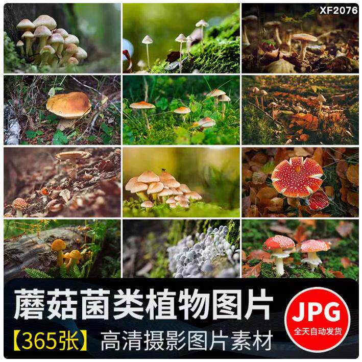 蘑菇菌类森林野外野生红蘑菇伞香菇食用菌植物特写摄影图片照素材