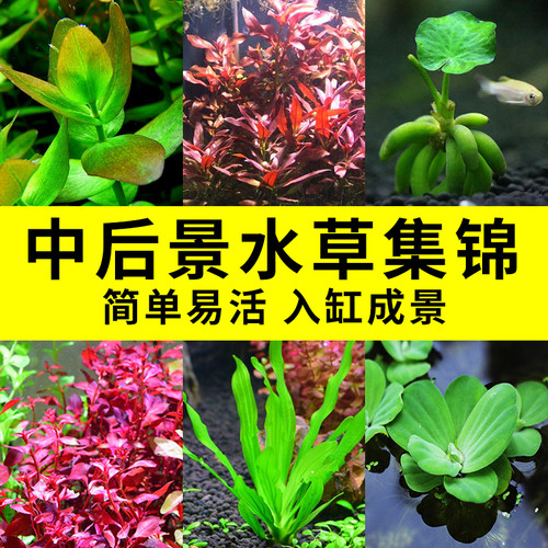 水草大红叶价格 水草大红叶图片 星期三